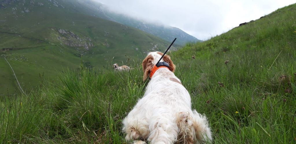DOG TRACE - NUOVO KIT SATELLITARE GPS X30B