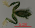 RANA FROG 5CM VERDE