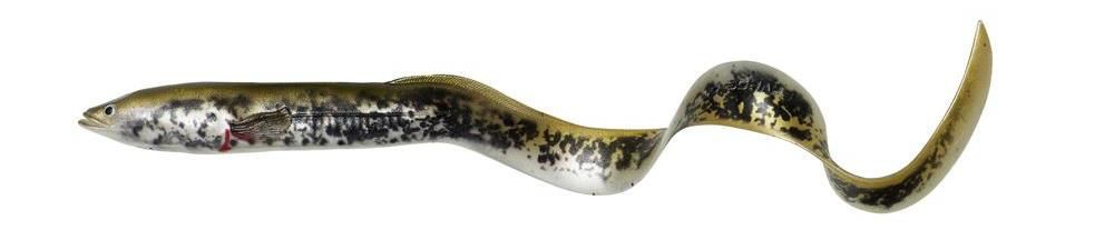  SAVAGE GEAR 4D REAL EEL BULK - 15CM -12G - lamprey PHP