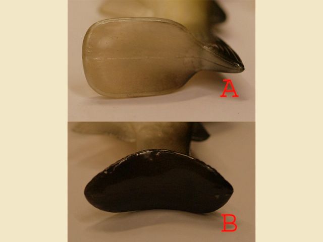 STONE-B SHARK DISPONIBILE IN 4 COLORAZIONE E MISURE