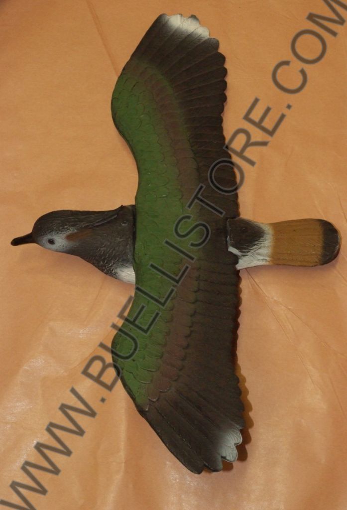 STAMPO PAVONCELLA IN VOLO