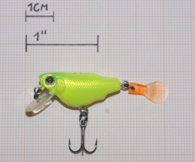 DUEL AILE KILLIFISH