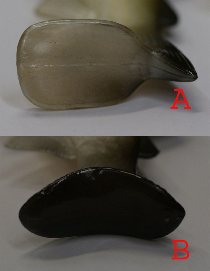 STONE B - SHARK - 25CM - 10