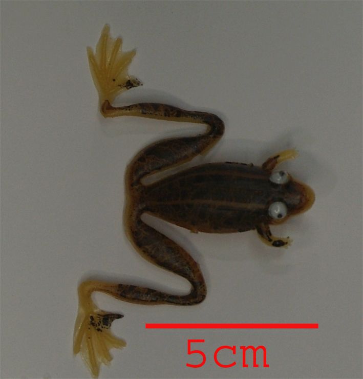 RANA FROG 5CM TIGRATA
