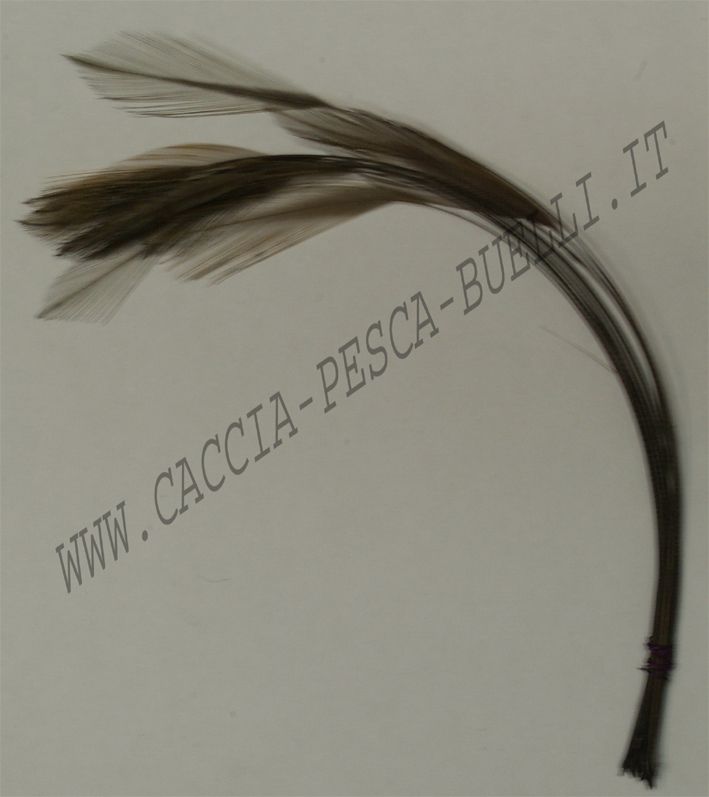 VENIARD CODA + BODY BLU DUN