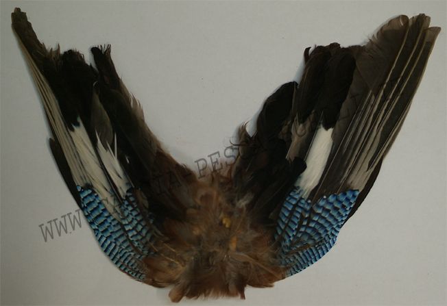 BLUE JAY WINGS ALI