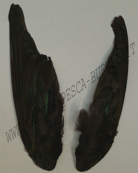 BRIAN FISHER ALI MERLO
