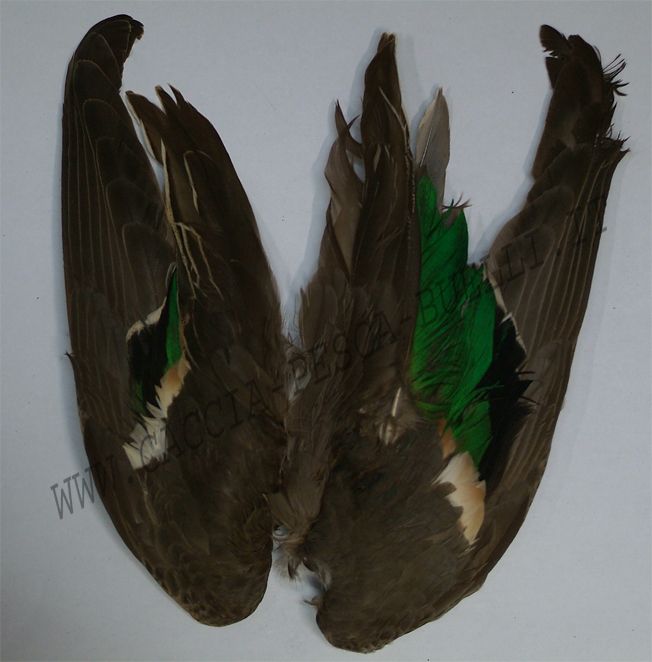 ALI COCK NATURAL