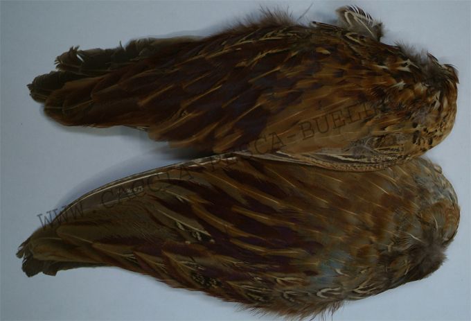 ALI COCK PHEASAM LONE BEAR
