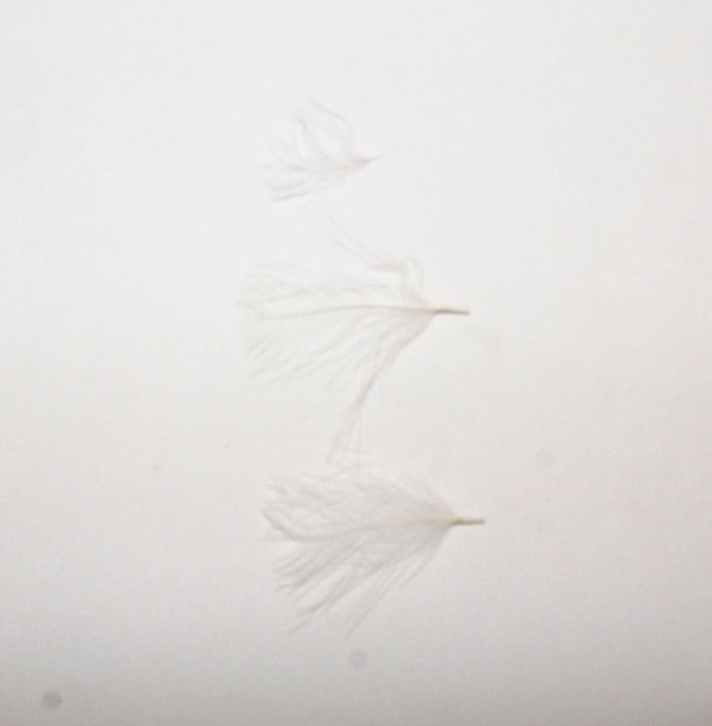 STARFISH CUL DE CANARD - BIANCO NATURALE