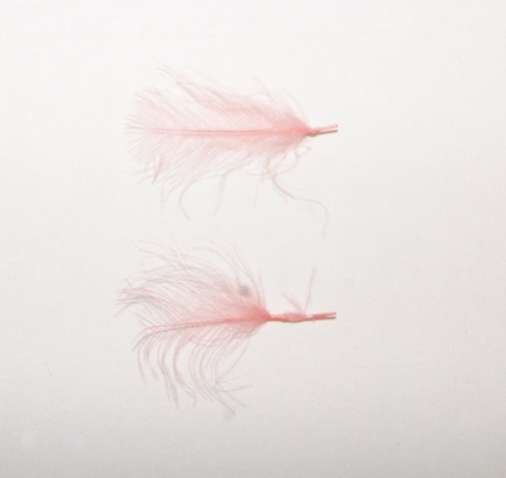 STARFISH CUL DE CANARD - ROSA