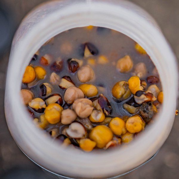NASH PASTURA CARPFISHING - LARGE SEED MIX