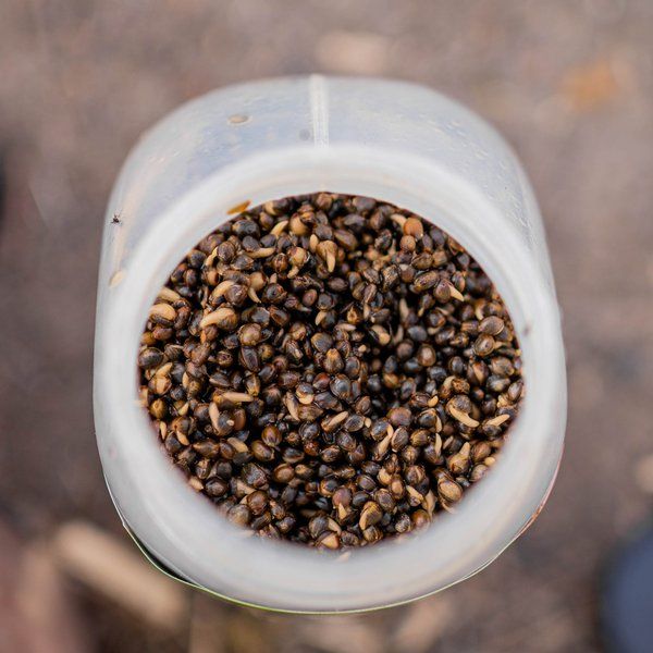 ATTRATTIVO NASH CARPFISHING OILY HEMP -2,5 Litre