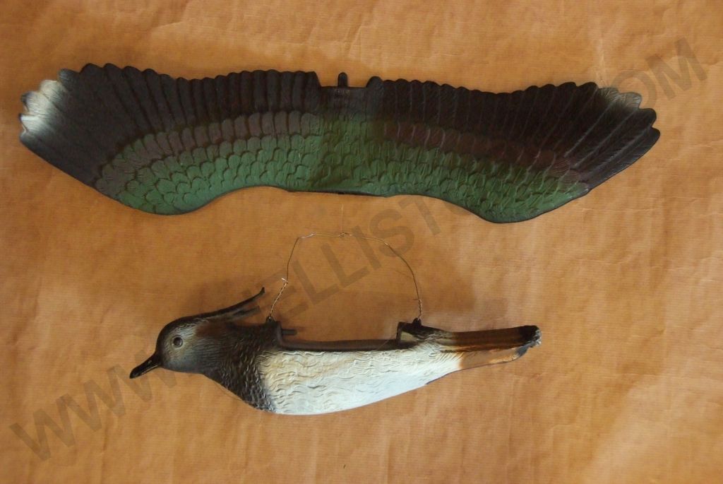 STAMPO PAVONCELLA IN VOLO