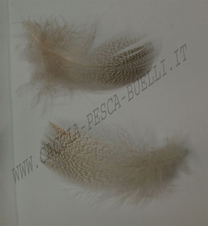 GERMANO NATURAL 1G