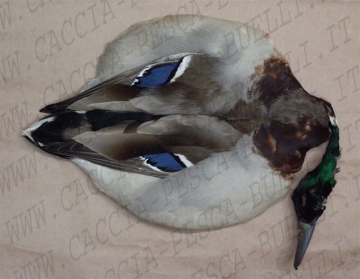 CORPO COMPLETO GERMANO REALE - MALLARD DUCK