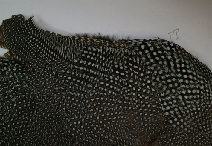 CORPO INTERO FARAONA