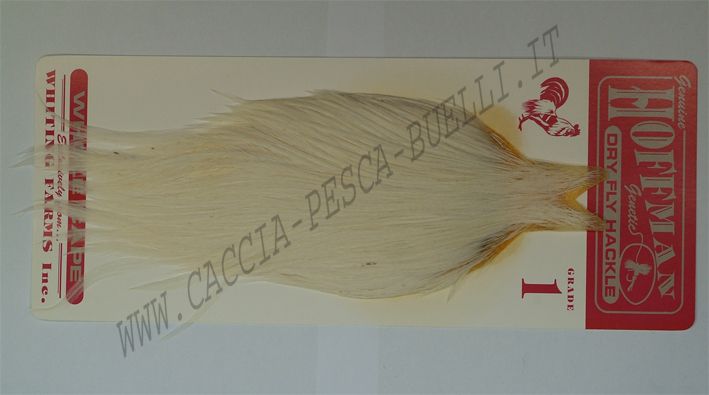 HOFFMAN COLLO WHITE