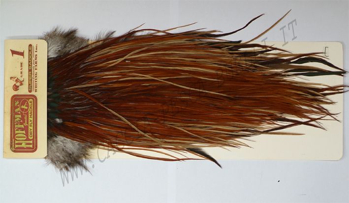 HOFFMAN SPALLA BROWN