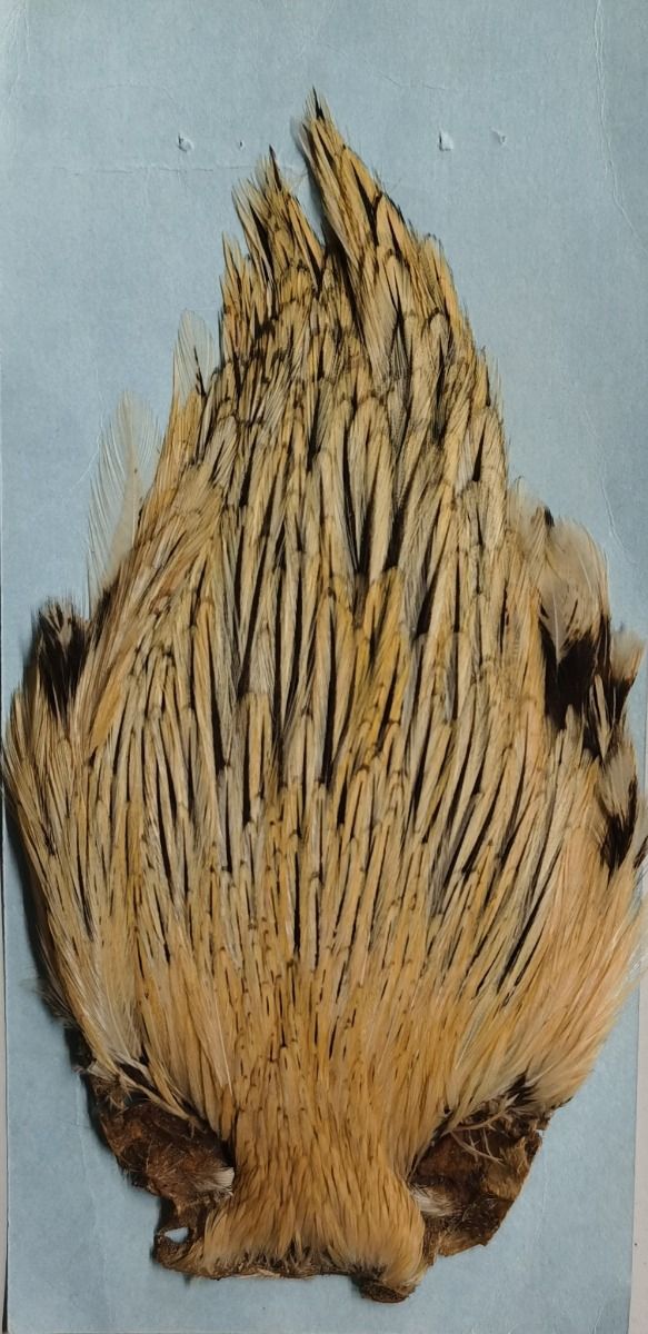 COLLO GALLO COLORE GIALLO-NERO 