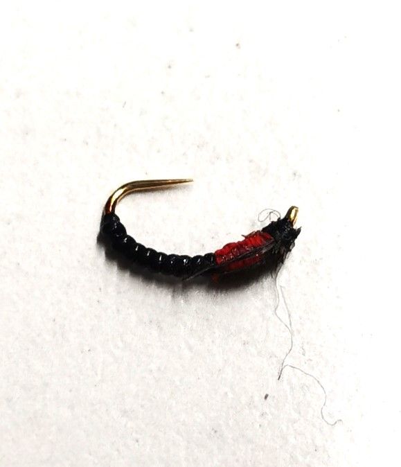 AMO DA COREGONE CN19-01 AMO 14 - PZ.25