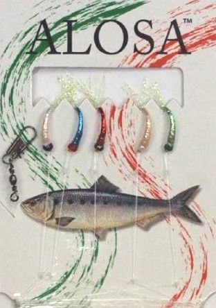 ALOSA AMETTIERA 5 AMI CON 5 COLORI