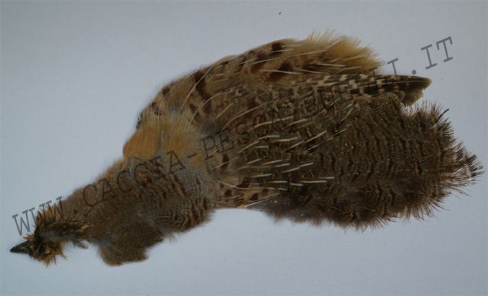 SEVERO E MARI PERNICE CINESE