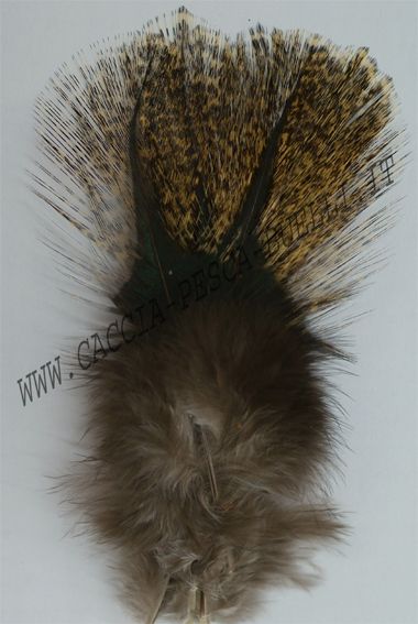 TURRAL COQ DE LEON PARDO DE ESCOBA