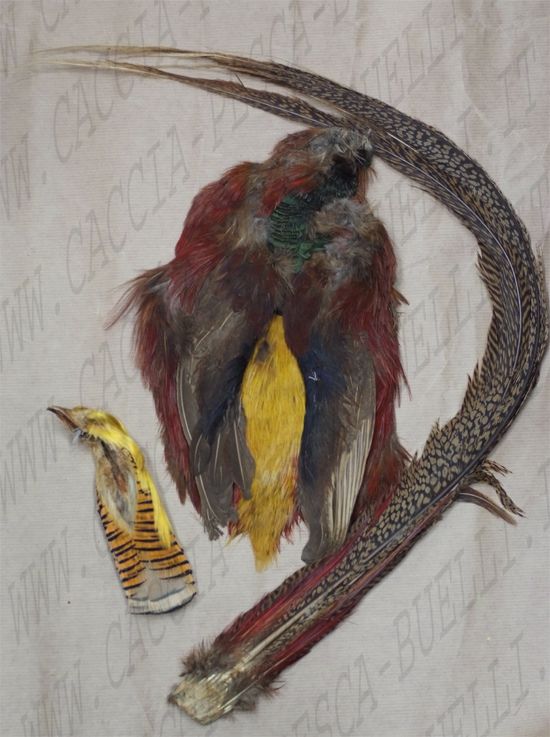 CORPO COMPLETO GOLDEN PHEASANT