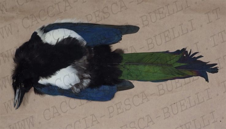 CORPO COMPLETO MAGPIE