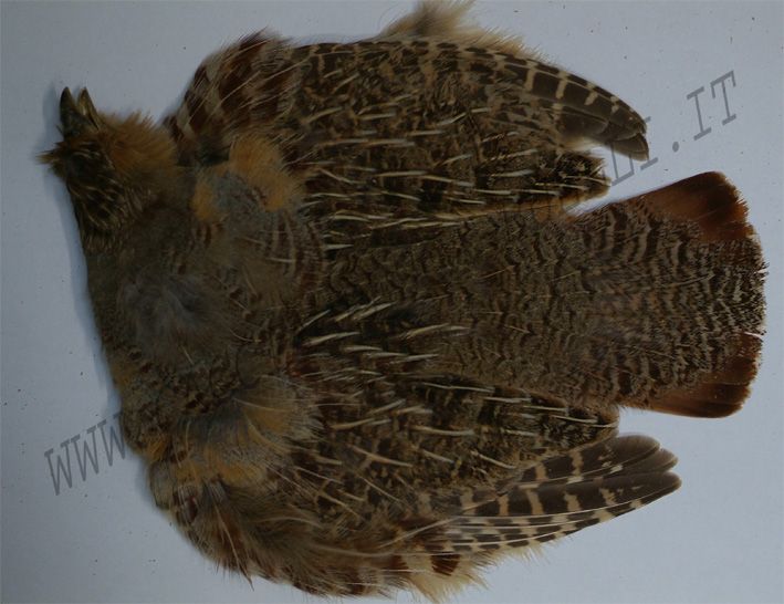 VENIARD PERNICE INTERA MEDIA 