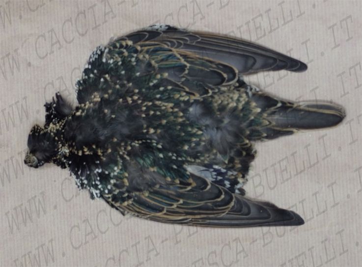 CORPO COMPLETO STARDING