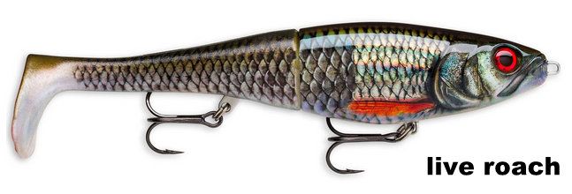 RAPALA X-RAP-PETO - LIVE ROACH