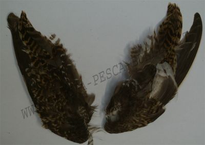 BRIAN FISHER ALI BECCACCIA