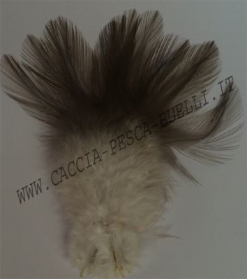 COQ DE LEON PARDO INDIO MEDIO GRADO1