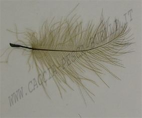 DEVAUX CUL DE CANARD - OLIVE