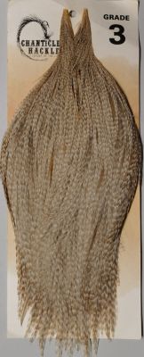 CHANTICLER HACKEL GRADO 3