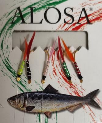 ALOSA AMETTIERA 5 AMI 