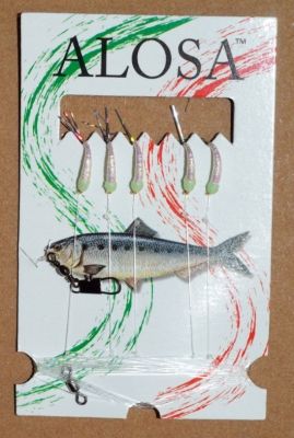 ALOSA AMETTIERA 5 AMI BIANCA CON TESTINA FLUO G04