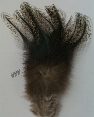 TURRAL COQ DE LEON PARDO MEDIO