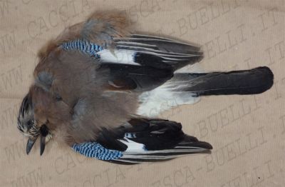 CORPO COMPLETO BLUE JAY
