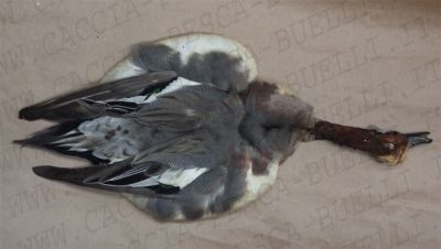 CORPO COMPLETO FISCHIONE - WID GEON