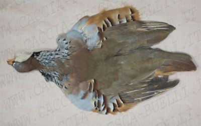 CORPO COMPLETO FRENCH PARTRIDGE