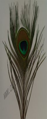 VENIARD OCCHIO DI PAVONE BROWN